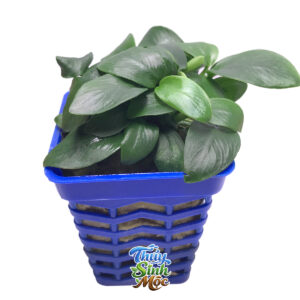 Ráy tàu - Nana Petite Anubias