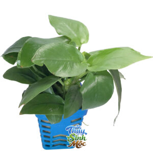 Cây Trầu Bà Vàng (Ráy lá vàng)