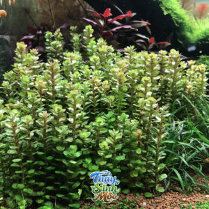 Alternative view of Vảy ốc ấn độ (Rotala indica)