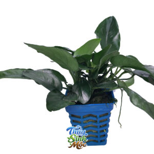 Cây Trầu Bà nhỏ TQ - Ráy lá nhỏ