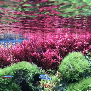 Alternative view of Vảy Ốc Đỏ (Rotala Rotundifolia Red)