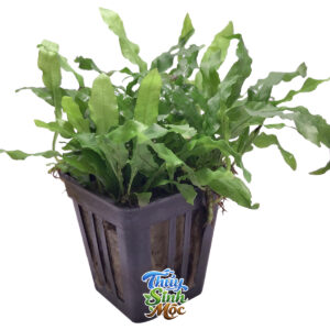 Dương Xỉ Mỹ Nhân