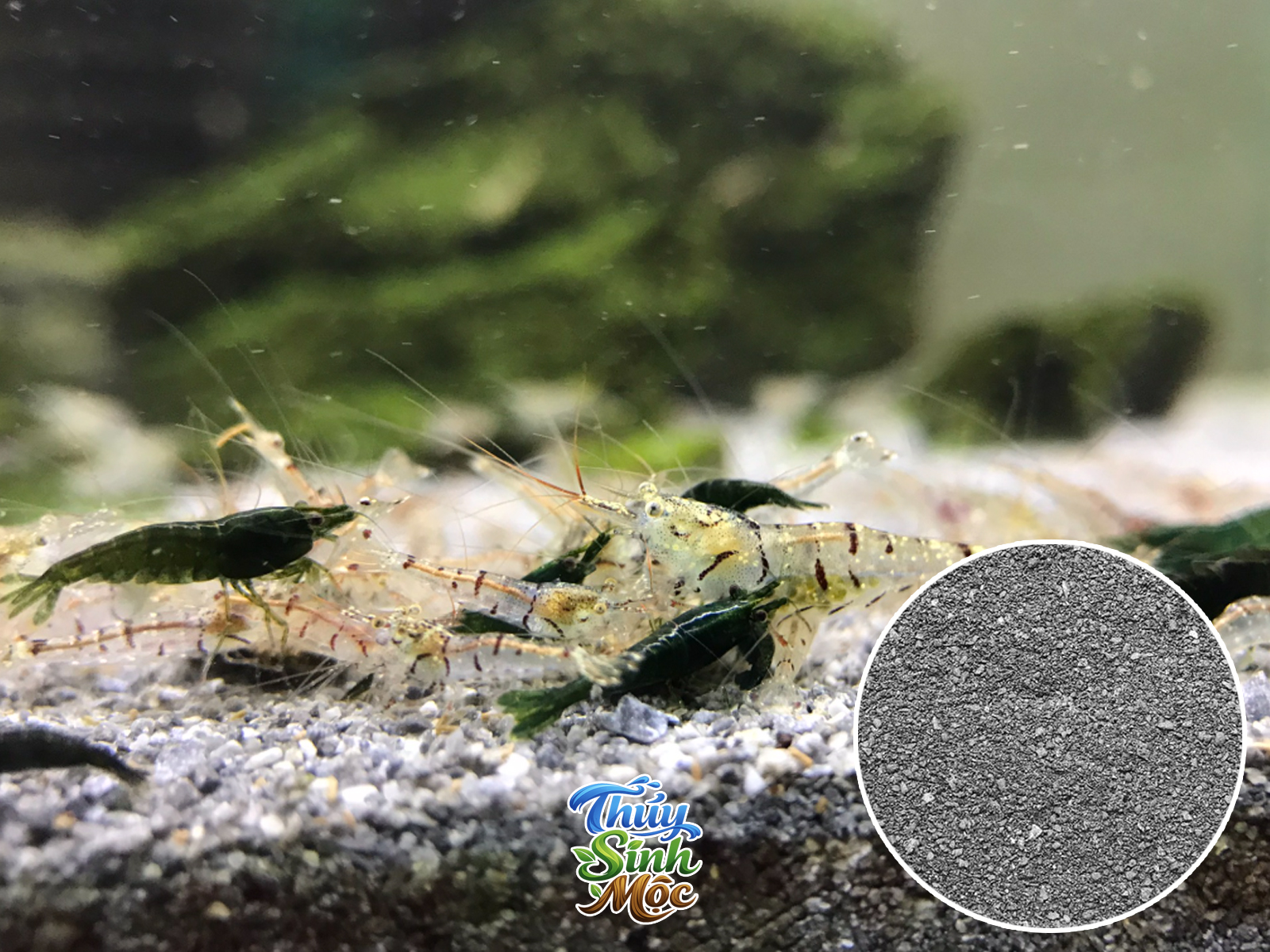 Nền nuôi tép Seachem Onyx Sand - Ảnh 3
