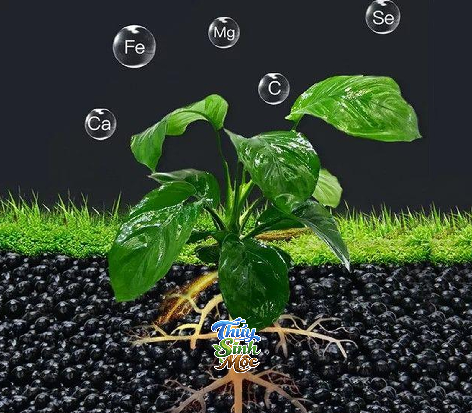 Phân nền thủy sinh ADA Amazonia Ver.2 - Ảnh 4