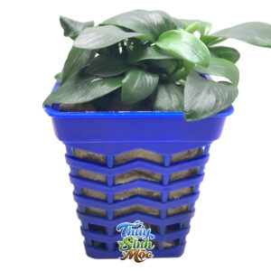 Alternative view of Ráy tàu - Nana Petite Anubias