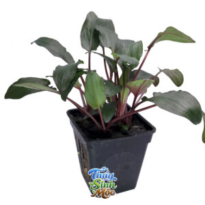 Tiêu Thảo Beckettii (Cryptocoryne beckettii)