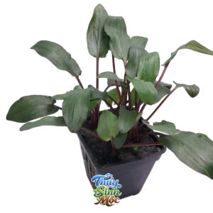 Alternative view of Tiêu Thảo Beckettii (Cryptocoryne beckettii)