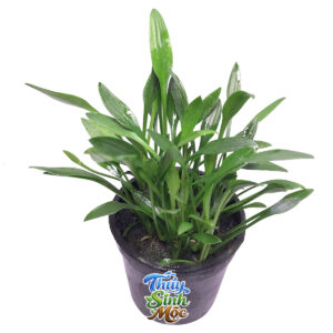 Alternative view of Tiêu Thảo Mũi Tên (Cryptocoryne lucens)