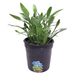 Tiêu Thảo Mũi Tên (Cryptocoryne lucens)