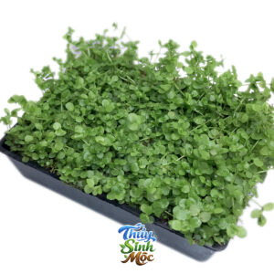 Trân Châu Ngọc Trai bò nền
