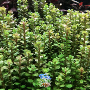 Vảy ốc ấn độ (Rotala indica)