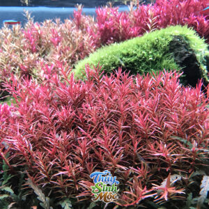 Vảy Ốc Đỏ (Rotala Rotundifolia Red)